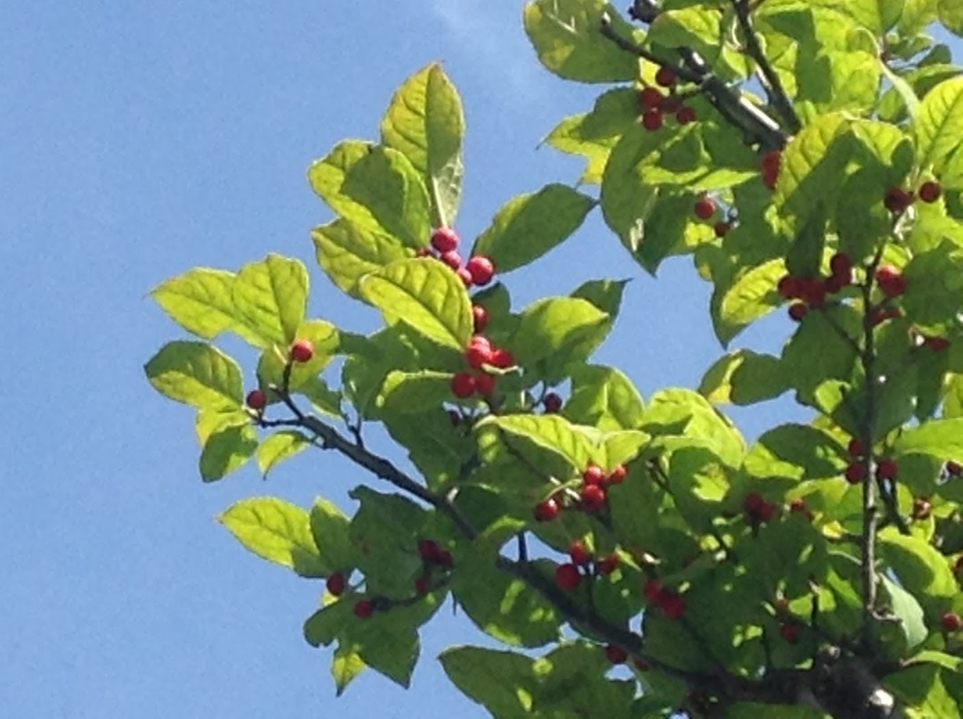 ウチの庭の赤い実がなる木５種 食べられない方