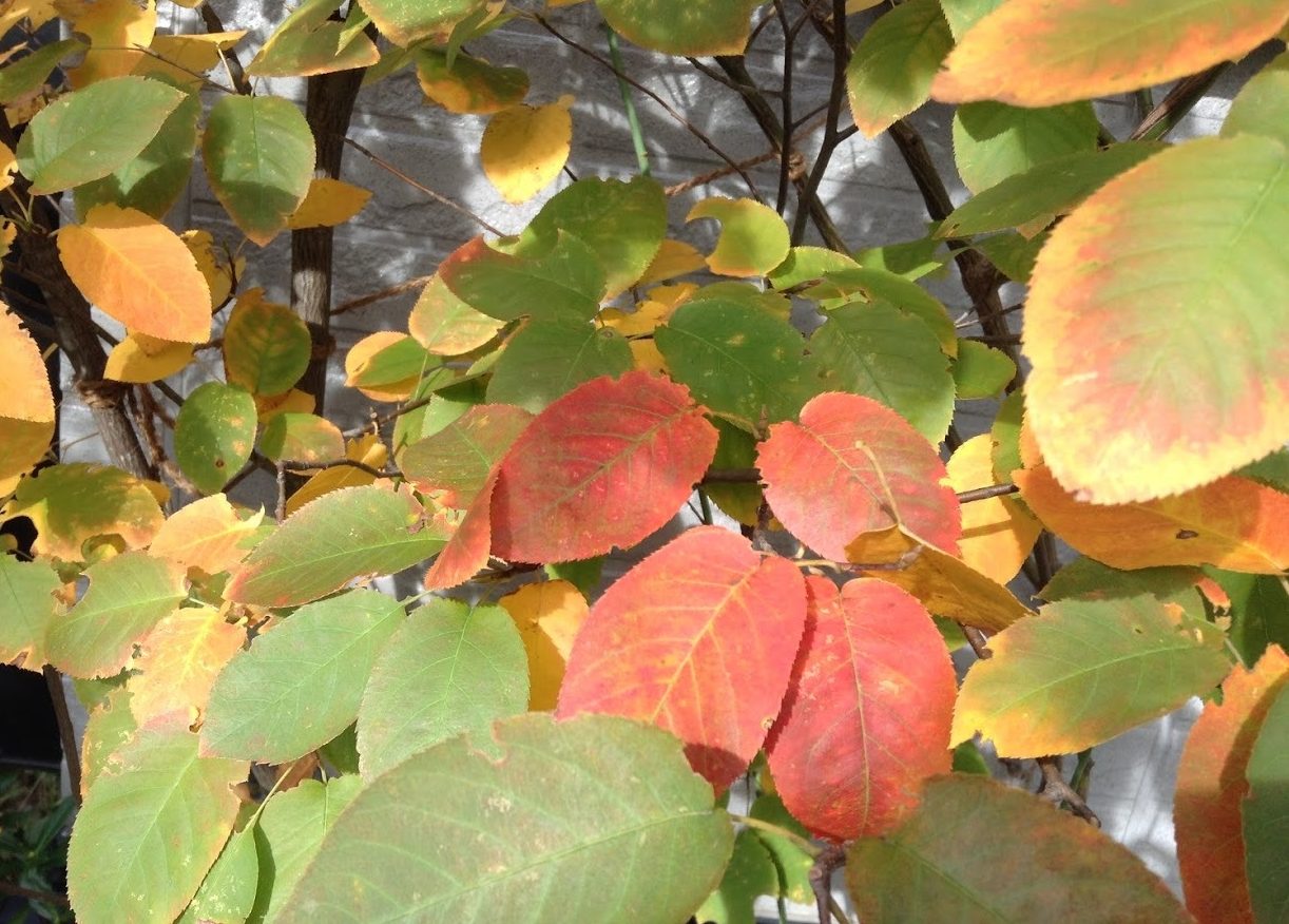 ウチの庭で楽しむ紅葉 ジューンベリーの葉色が日々変わる